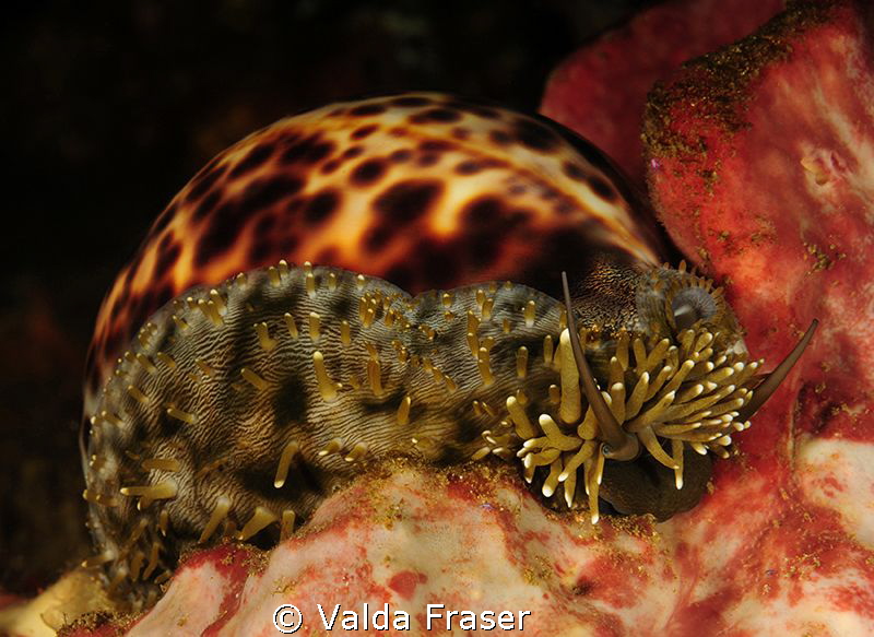 Tiger cowrie feeling hungry. by Valda Fraser 