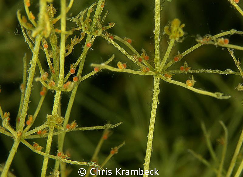in the chara meadows
of the Suhrer See. by Chris Krambeck 