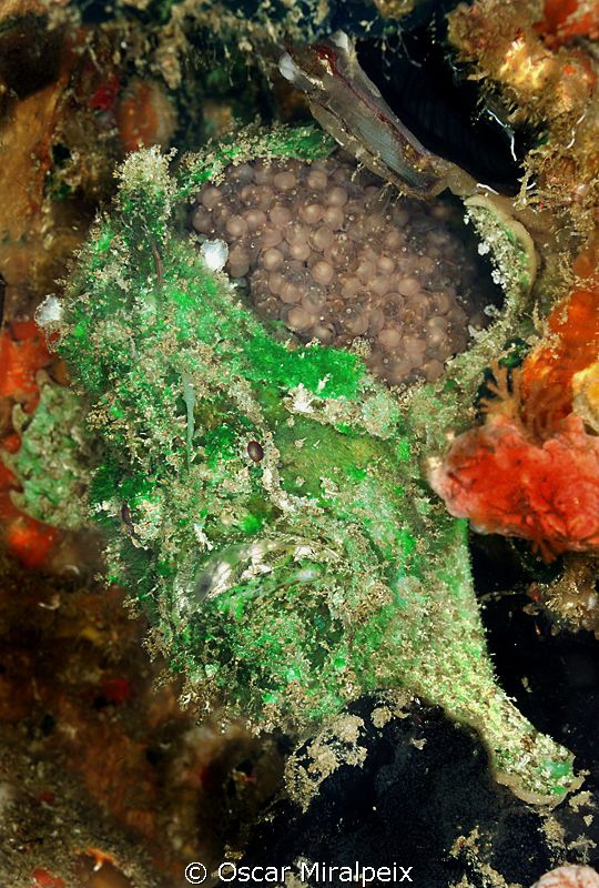 Frogfish with eggs by Oscar Miralpeix 