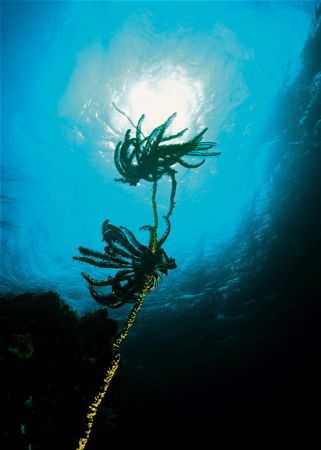 sunflower.f100 and 18mm,not alterd. by Gregory Grant 