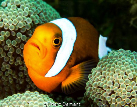 Mini Jaws! These little anenome fish were nestled in thei... by Marc Damant 