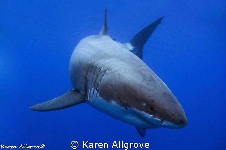 Great White Shark - Cal Ripfin coming in to say hello! by Karen Allgrove 