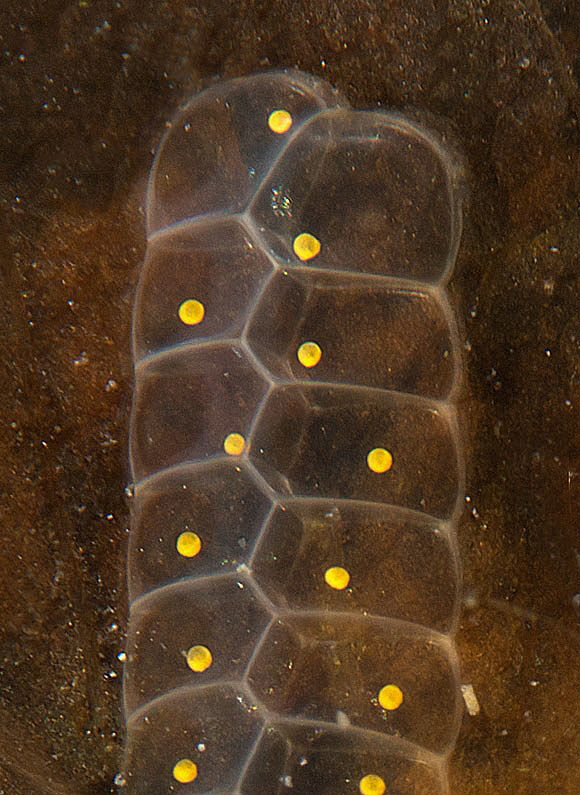 Bithynia egg art.
Suhrer See by Chris Krambeck 