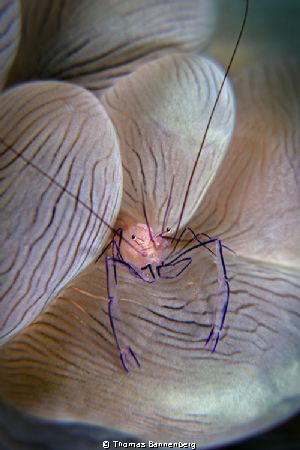 Anemone with visitors
NIKON D7000 in a Seacam "Prelude" ... by Thomas Bannenberg 