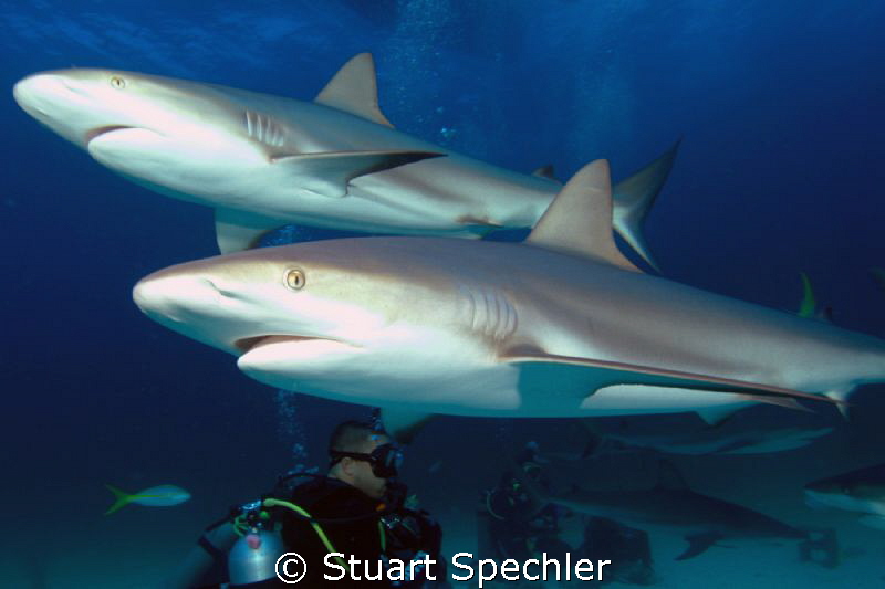 Let's do lunch.  Two beautiful hunters on the prowl. by Stuart Spechler 