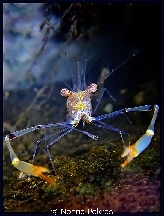Smiling shrimp, G11 by Nonna Pokras 