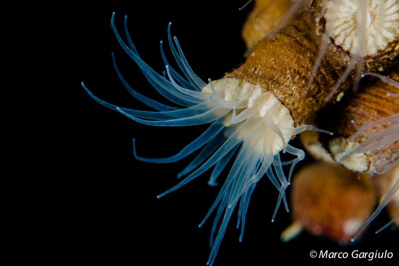 Ephyzoantus sp. by Marco Gargiulo 