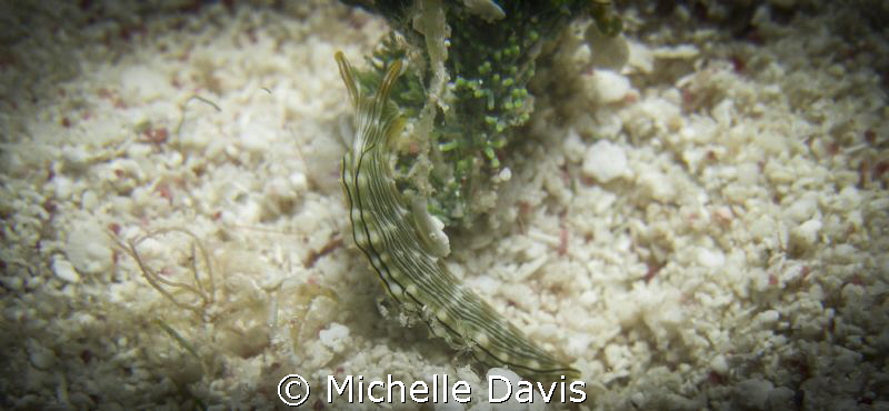 Lined Elysia by Michelle Davis 