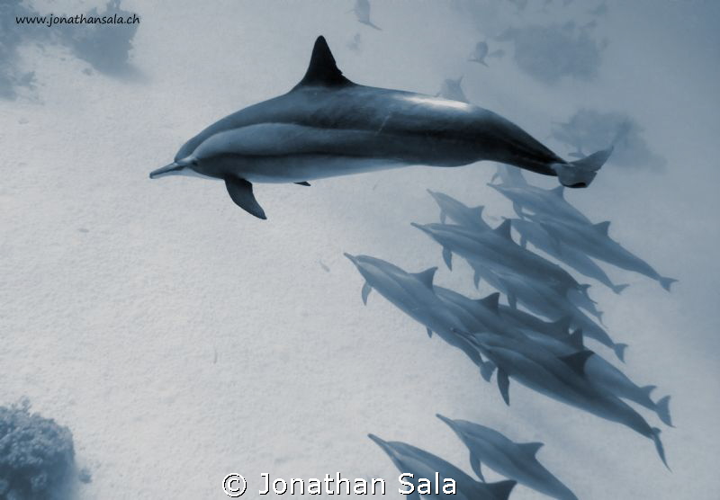 Dolphins race by Jonathan Sala 