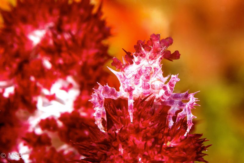 Soft coral crab. by Mehmet Salih Bilal 
