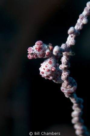 Pygmy Seahorse (Hippocampus bargibanti) taken at 28m.
Ni... by Bill Chambers 