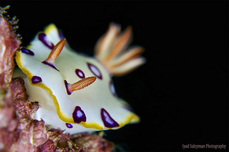 Nudibranch by Iyad Suleyman 