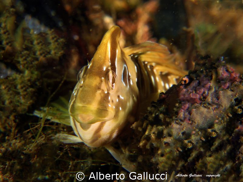 Salaria pavo by Alberto Gallucci 