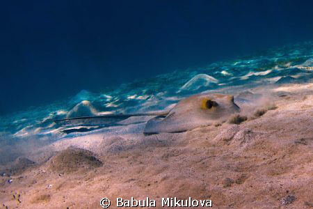 stingray on the moon by Babula Mikulova 