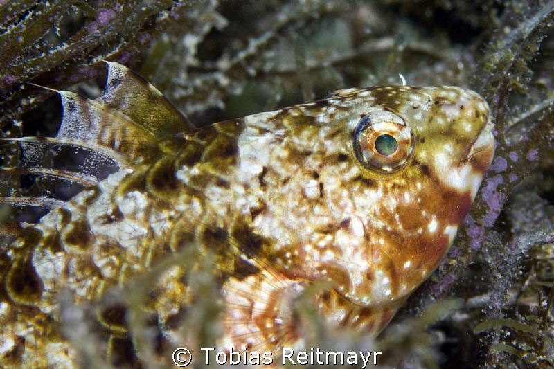 Female Stareye Parrotfish, Piedras Pintas, San Carlos by Tobias Reitmayr 