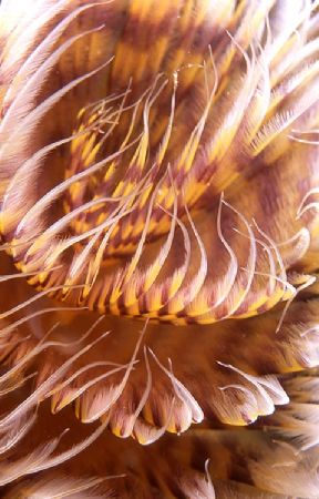 Christmas tree worm (Spirographis sp.). This is as close ... by Joao Pedro Tojal Loia Soares Silva 