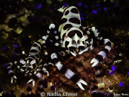 2x1 by Nadia Chiesi 