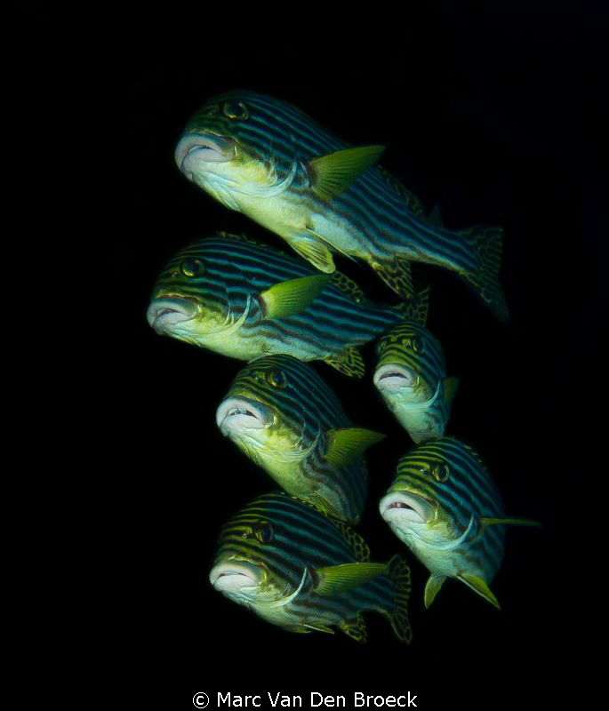 sweet lips in the black by Marc Van Den Broeck 