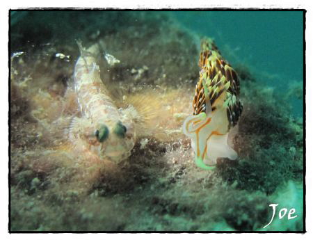 Shot with Canon G10 and handheld torch. by Joe Klakus 