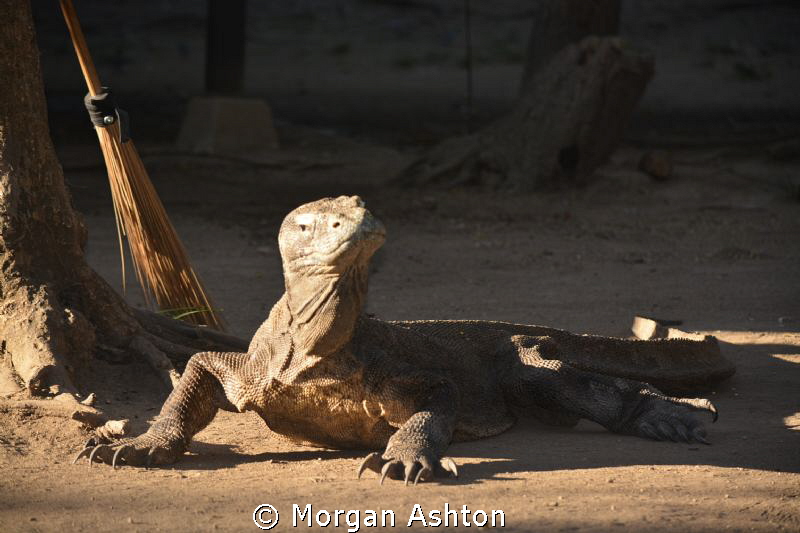 Guard Dragon. Rinca Island. by Morgan Ashton 
