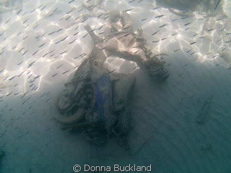 Scooter on the bottom, covered with sand and fish by Donna Buckland 