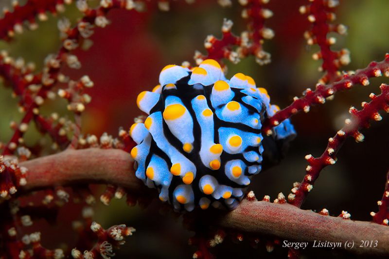 Koh Tao by Sergey Lisitsyn 