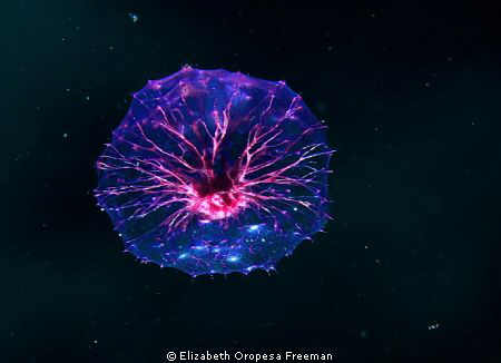 It's  a less then 3 inches plankton that pulsates. Night ... by Elizabeth Oropesa Freeman 