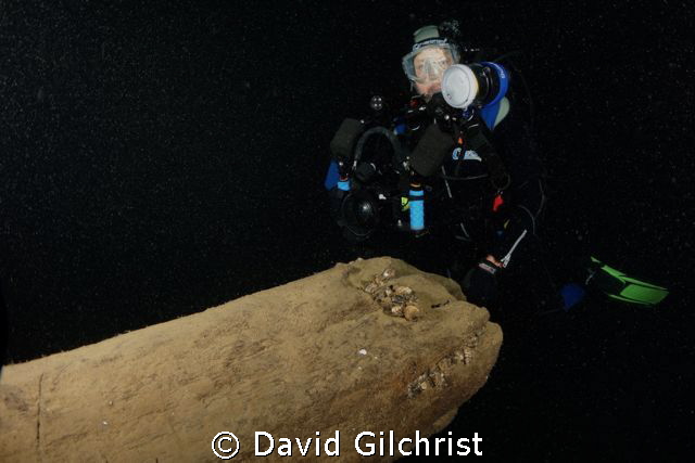 Diver poses at the broken bowsprit on the Tiller Wreck, L... by David Gilchrist 