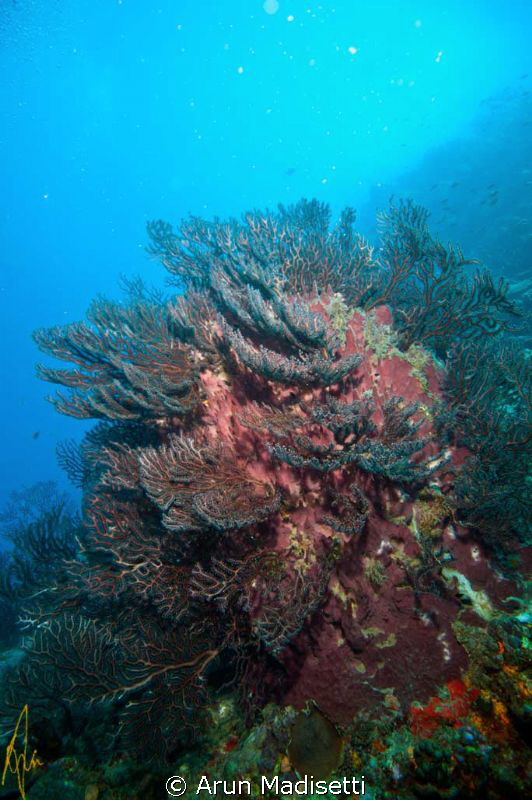 sponge and coral by Arun Madisetti 