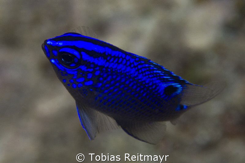 Cortez Damselfish, Isla de los Ciervos, San Carlos by Tobias Reitmayr 