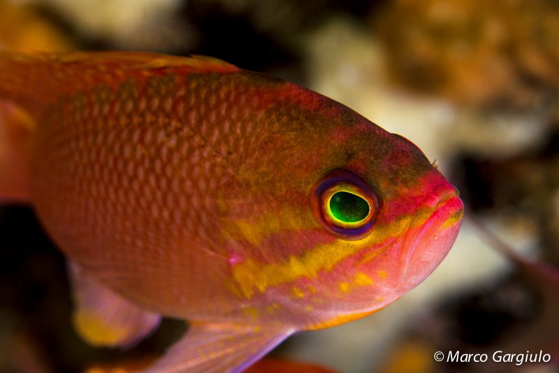 Anthias anthias by Marco Gargiulo 
