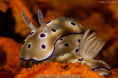 Chromodoris tryoni risbecia by Stefano Scortegagna 