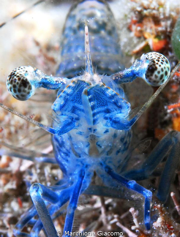 Shrimp blu take in front
Nikon D200 , 105 micro, Seacam ... by Marchione Giacomo 