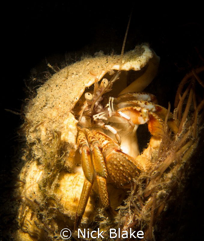 Hermit Crab at Selsey Lifeboat Station by Nick Blake 