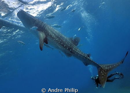 big stuff with giant fin - whaleshark encounter on the ph... by Andre Philip 