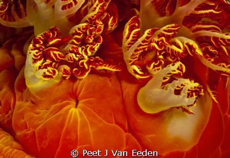 The petticoat of a Spanish dancer by Peet J Van Eeden 