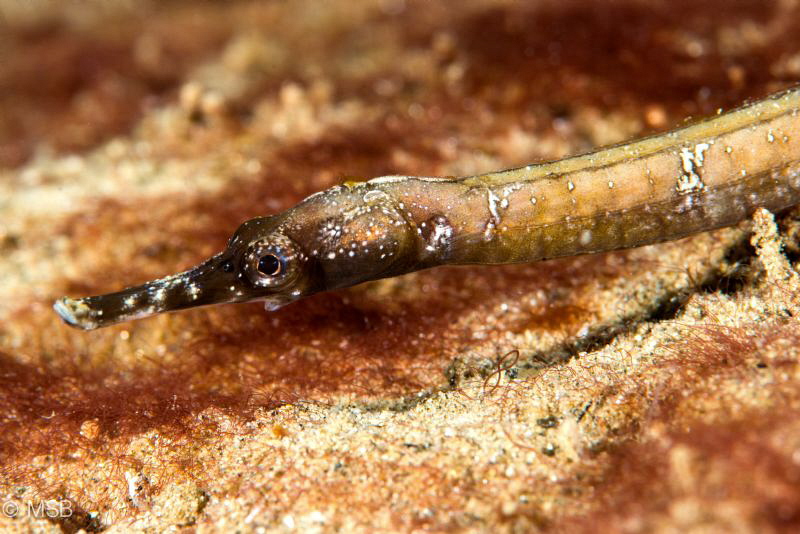 Robust pipefish. by Mehmet Salih Bilal 