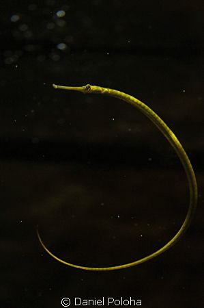 Pipefish by Daniel Poloha 