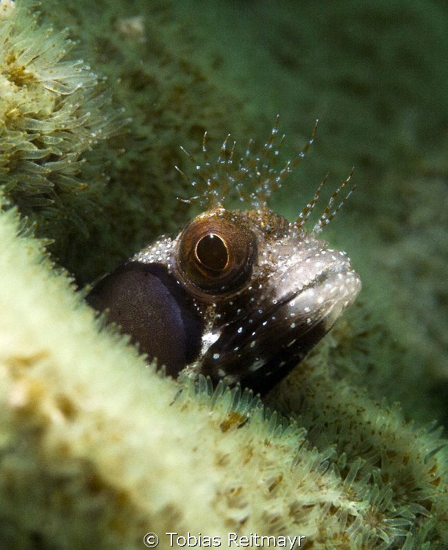 Browncheek Blenny, Piedras Pintas, San Carlos by Tobias Reitmayr 