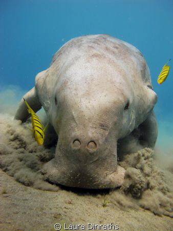 Dugong and pilot jacks eating seagrass by Laura Dinraths 