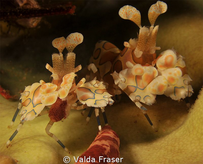 Felt lucky to spot these harlequins.  Then, even luckier ... by Valda Fraser 