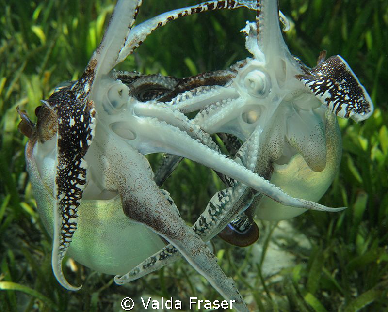 Battled-scared cuttlefish fighting over females.  Beaked ... by Valda Fraser 
