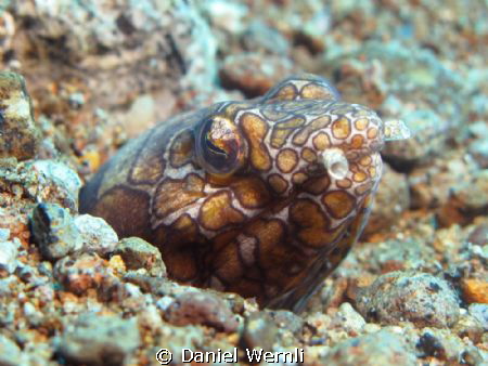 Clown Snake Eel at Bonet's Corner, Dauin by Daniel Wernli 