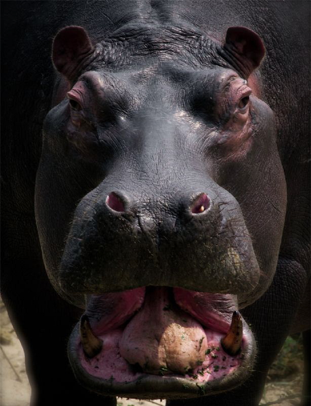 Hippo by Doris Vierkötter 