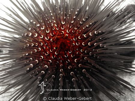 sea star by Claudia Weber-Gebert 