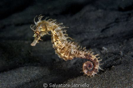 Hippomonociclo by Salvatore Ianniello 