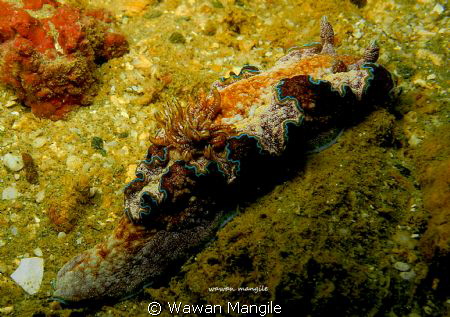 Nudibranchia Mug dive, in Ambon Bay by Wawan Mangile 