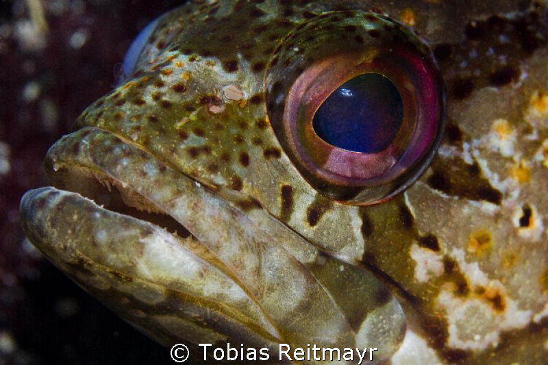Gulf Coney (Epinephelus acanthistius?), Eagle Rock, San C... by Tobias Reitmayr 
