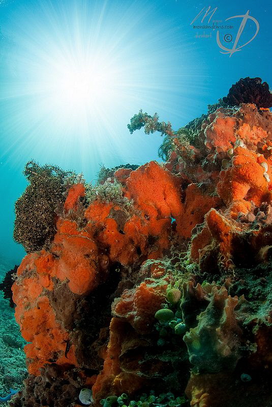 RED SUNNY CORALS by Mona Dienhart 