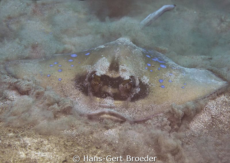 Blue spotted stingray
Stealth, the ugly visage of war
B... by Hans-Gert Broeder 